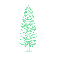 Plants Spruces White Spruce Craft Design Svg File, Free Vectors File